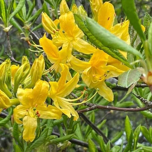 60pieces Yellow Azalea Flower Seeds