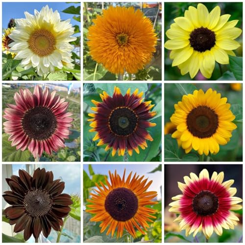 semillas decorativas de girasol - macizos, exóticas resistentes de girasol perennes resistentes, silvestres de balcón, cortadas 50pcs