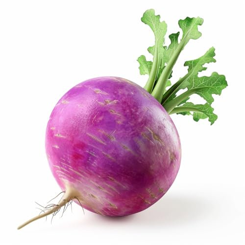 300 Graines de Radis Rond Violet