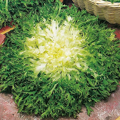 Endive Panaclieri (RHS AGM) Quality Kings Herbs Vegetable Seeds