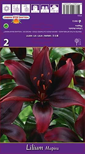 Lilienzwiebeln : Lilie Lilium asiatic  Mapira  1 Blumenzwiebeln