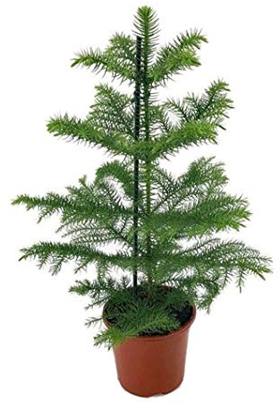 Araucaria heterophylla, Zimmer-Tanne, Zimmer-Araukarie, Norfolk-Tanne 21 cm Topf, Höhe ca. 80 cm