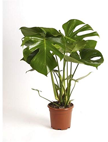 Monstera Deliciosa Pflanze – 60-70 cm Hoch – Dschungel-Pflanze für Zuhause & Büro – Luftreinigende Zimmerpflanze