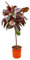 NatureNest, Gummibaum, Ficus elastica Belize, Zimmerpflanze, 1 Stück, 120, 130 cm