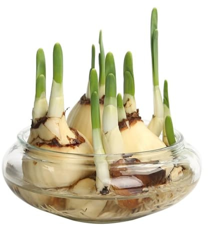 Whilmsiy Orbiatils Maceta de loto, cuenco redondo de flores de loto de 6 pulgadas, cuenco de lirio de agua transparente, cuenco de vidrio decorativo para flores, suculentas, plantas hidropónicas