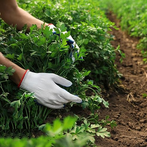 semillas de perejil - perennes resistentes, jardín rocas cubierta exóticos 200pcs