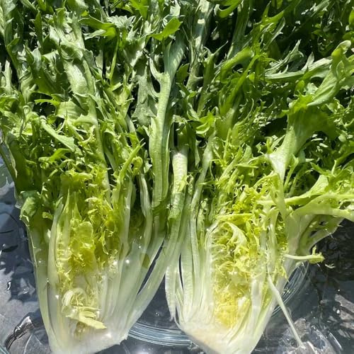 semi di indivia sostenibili indivie semi di biologici, varietà antiche da giardino perenni resistenti balcone serra per aiuole rialzate Aiule 100semi