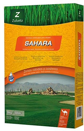 SAHARA ZULUETA. Semilla césped bajo consumo de agua 1Kg