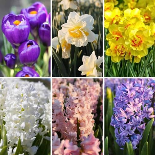 Mezcla de bulbos de flores Early Spring Mix - 50 bulbos de flores - azafranes, narcisos, jacintos - mezcla de morado, amarillo, blanco, rosa, azul - fragante, de de floración temprana, resistente al