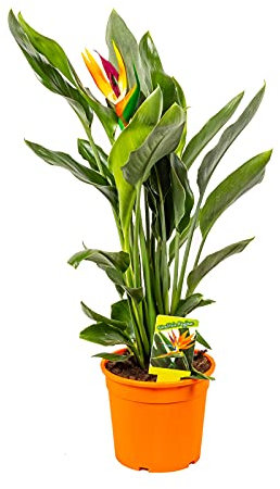 Bonplants Strelitzia Reginae, Pianta Ornamentale Vera con Fiore Artificiale, Vaso 17, h 55 cm