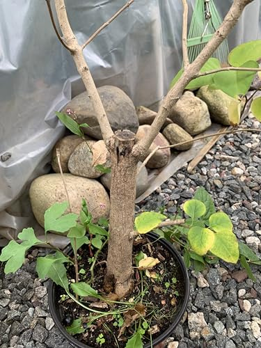 Exact Plant Purple Lilac 4-5 Year Old Plant, Syringa vulgaris (Common Lilac) Bare Root