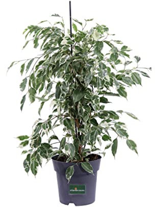 Pianta di Ficus Benjamin Twilight pianta da interno pianta ornamentale di Ficus Benjamin pianta a foglia variegata pianta da appartamento pianta vera venduta da eGarden.store