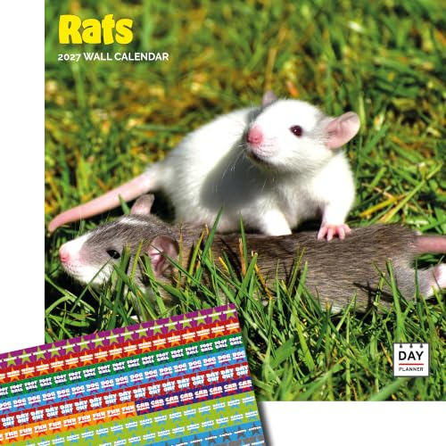 Dayplanner Publishing Rats-kalender 2025, stor fyrkantig väggkalender, 16 månader, råttor gåva djurkalender