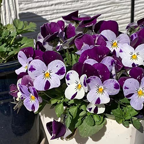 semi di viola del pensiero resistenti - giardino balcone all'esterno 450pcs
