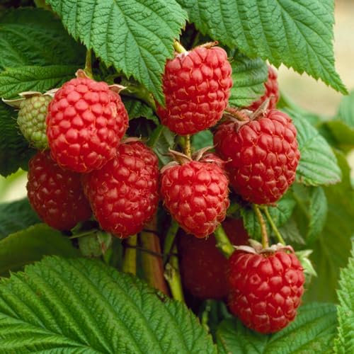 Carbeth Plants - 10 x Raspberry Autumn Bliss Bare Root Canes - Grow Your Own Fresh Raspberries - Bare Root Raspberry Runner - Fruit Plant