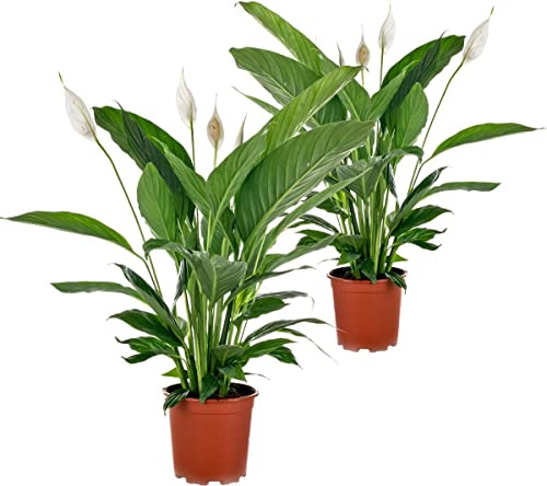Pack de 2 Plantas Purifciadoras del Aire Spathiphyllum Lirio de Paz