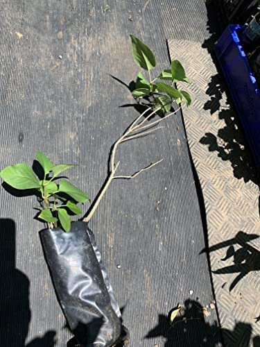 Purple Lilac 2 Year Old Plant, Syringa vulgaris (Common Lilac), Bare Root