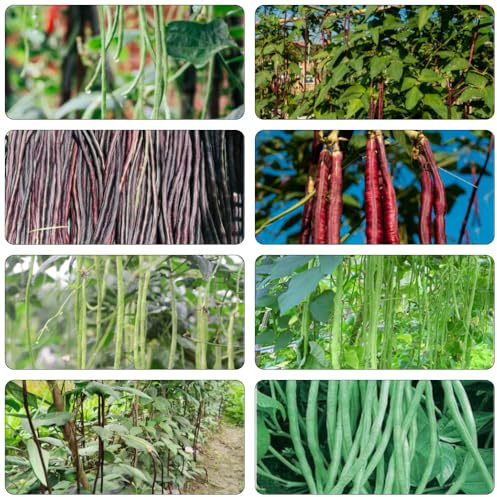 frijol medidor frijol espárrago semillas de frijoles de decorativa jardín bonsái interior semillas orgánicas variedades 60pcs