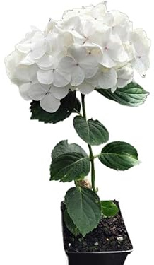 Hortensia Blanca Natural Planta de Crecimiento Abundante y Flores Grandes
