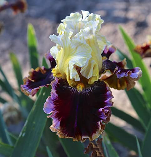 Iris germanica |Collezione di Doppio fiore | piante a radice nuda | Iris Misti | iris perenne | perenni resistenti all'inverno