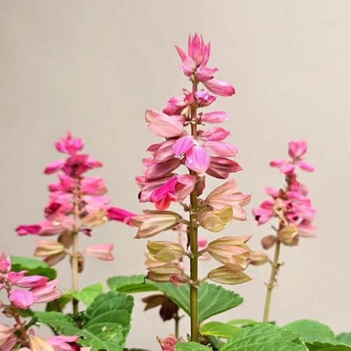 semi di salvia del fuoco, varietà antiche biologiche Salvia splendens recisi interno arredamento soggiorno decorazioni giardino 150pcs