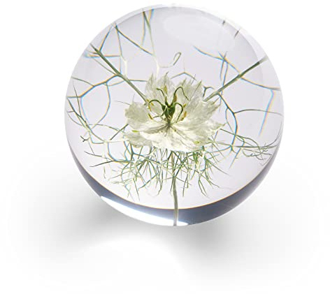 In Flore Flor brevpress i resin glas, med äkta vit nigella blomma, 8 cm, vit