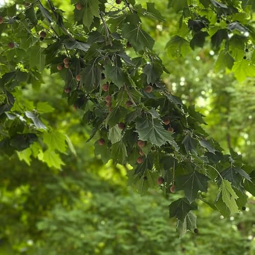 comprar plátano decoraciones de jardín exteriores semillas de plátano sostenibles Jardín semillas exóticos resistentes en macetas decoración sala estar 60semillas