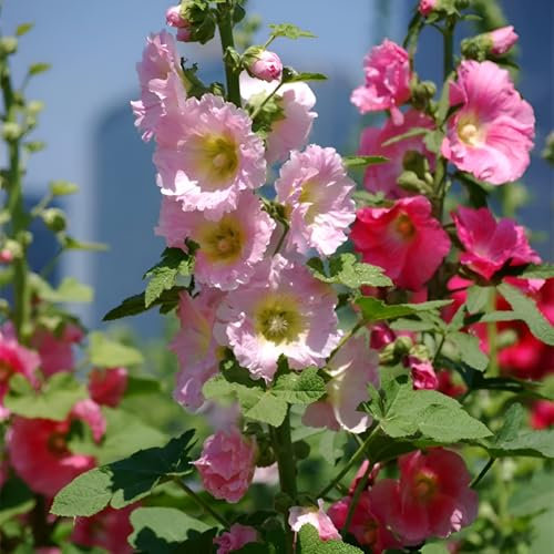 NO-GMO 90 Samen, Hollyhock Alcea Rosea Mehrjährige Single Holly Hock Flower Gardening Heirloom Samen