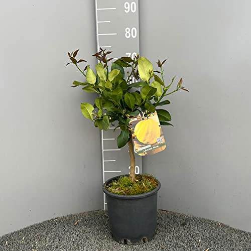 SAVINI VIVAI Pianta di Limone Albero Agrumi Limone Pane in Vaso da 20 cm Altezza 70 cm 2-3 Anni di innesto Made Italy