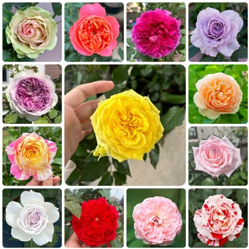 semillas de rosal, Rosa chinensis, Decoraciones de jardín exteriores variedades orgánicas tradicionales en balcón Cubresuelos 200pcs