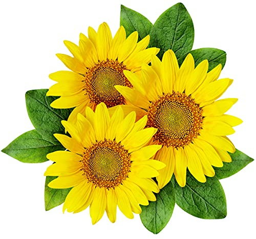 Welldales 30 UK Dwarf Sunflower Seeds to Plant & Grow Mini Sun Flowers in Pots & Gardens