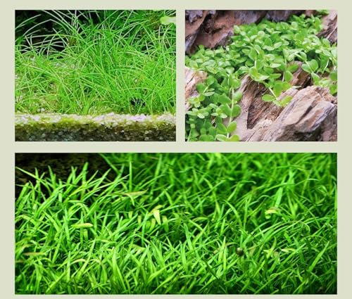 WASSERPFLANZEN WOLFF - 3 kräftige Töpfe Vordergrundpflanzen, Nadelsimse, Monte-Carlo Zwergperlkraut und Brasilianische Graspflanze, Bodendecker bilden dichten Pflanzenteppich, Aquariumpflanzen