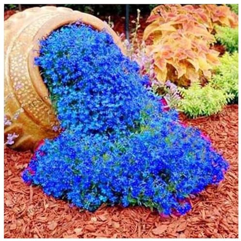 Kriech-Thymian Samen – Mehrjährige, Winterharte Bodendecker-Pflanze, Thymus Serpyllum Blumensamen für Garten, Balkon und Landschaftsgestaltung (500, Blau)