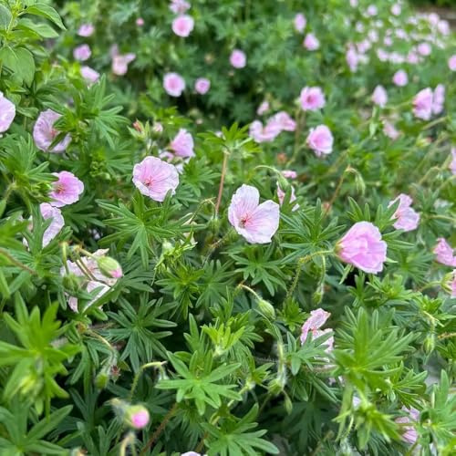 semillas de geranios perennes, jardín resistente de cobertura del suelo variedades antiguas para balcón 400pcs