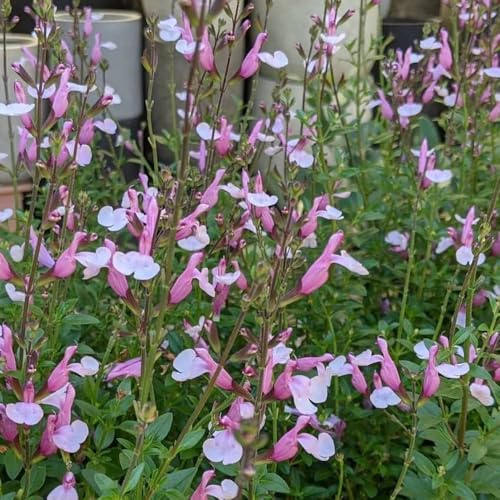sabio de cocina de jardín Salvia greggii semillas silvestres Jardín balcón, otoño interior resistentes, Decoración sala 1000semillas