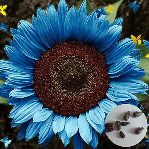 50 Blaue Sonnenblumen Samen, Sonnenblumensamen, Nicht-GVO, Hohe Keimfähigkeit Sonnenblumen Blumensamen, Sonnenblume Samen für Garten, Sonnenblume Saatgut zum Pflanzen