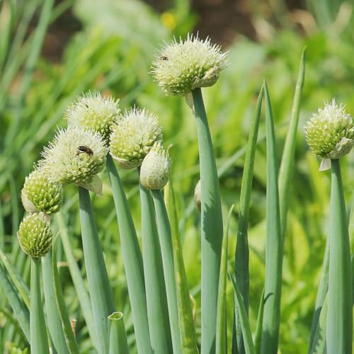 6 pezzi bulbi di allium giganteum - esotica resistente, decorativo piccolo per donna, bulbi ornamentali, giardino