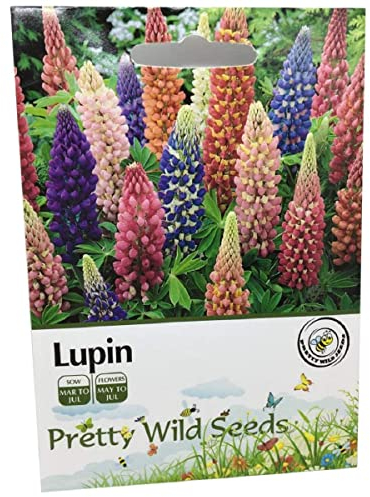200 Lupin Flower Seeds Russell Mix Tall Cottage Garden Favourite Perennial 200 Seeds