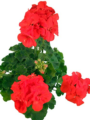 Geranie orange-rot - Traditionelle Balkonpflanzen