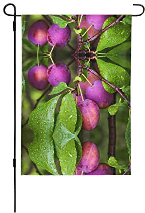 Drapeau de jardin imprimé fruits prunier 30,5 x 45,7 cm double face décoratif pour jardin ou maison