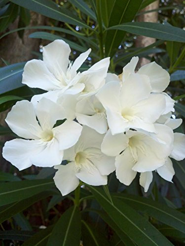 20 adelfas semi blancas (Nerium Oleander) Semi Albero arbusto, semi di Albero esotico