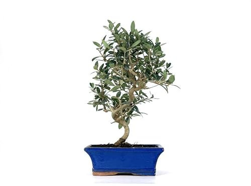 Bonsái Olea Europaea Natural Árbol de Olivo en Formato Bonsái Planta Interior y Exterior