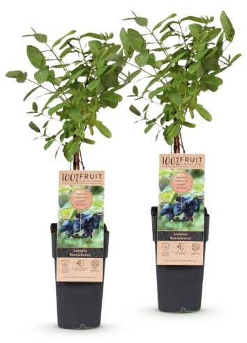 Green boutiQ - Obstpflanze - Lonicera caerulea Kamchatika - Honigbeere - Winterhart - Blaue Frucht - 2 Pflanzen - Topf 15cm - Höhe 50cm