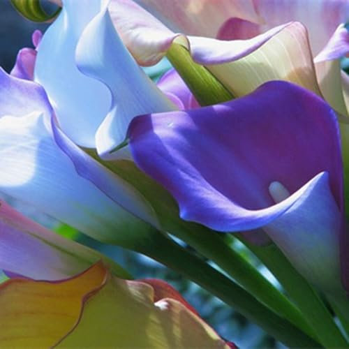 Perfekte Schnittblumen,Natürlich,Calla Pflanze Zwiebeln,Winterharte Zwiebeln,Calla-Zwiebeln,Hochzeitsblumen,Seltene Pflanzen,Zierblumen,Lebende Pflanzen-10 Zwiebeln-E
