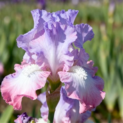 Rizoma di Iris grande/Iris tedesco/Giardino/Balcone/Vaso/Decorazione da giardino/Resistente al freddo-4 PCS-B