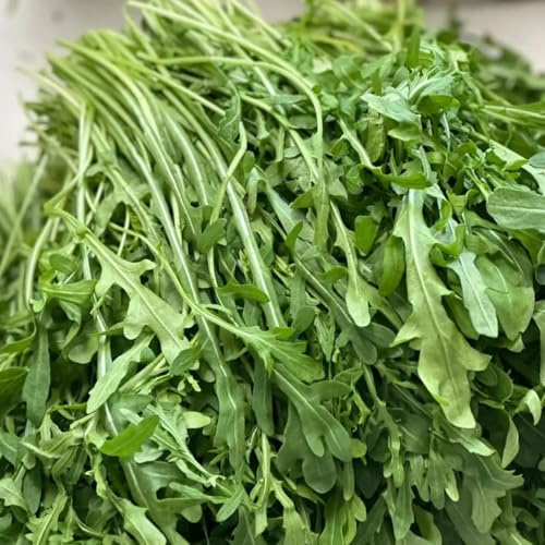 semi di rucola resistente - vecchie varietà giardino decorazione balcone 200pcs