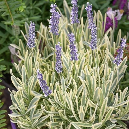 semillas resistentes de lavanda silvestres del balcón lavanda cubierta perenne resistente orgánicas, cocina, balcón 450pcs