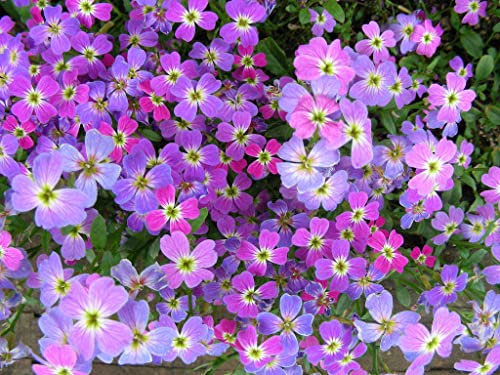 100 Semillas de Alheli Mahon (Cheiranthus Maritimus)