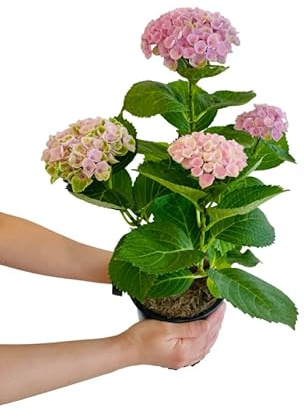 Hortensia Rosa Viva en Maceta Planta Natural con Floración Elegante | Pink Hydrangea Listo para el Jardín