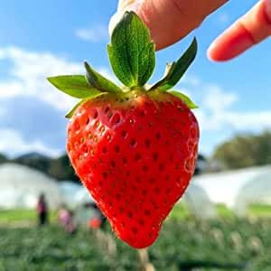 NO-GMO 90 Samen, Red Strawberry Giant Fruit Productive Home Gardening Heirloom Samen